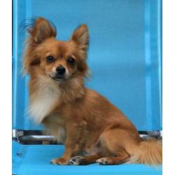 Chihuahua Dekreu (niet te koop)