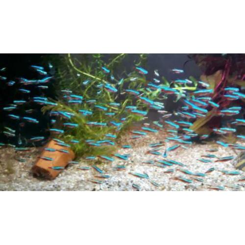 50 kardinaal tetra voor €30