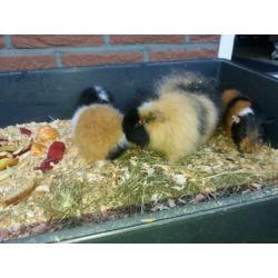 Ch teddy 3 kleur met stamboom