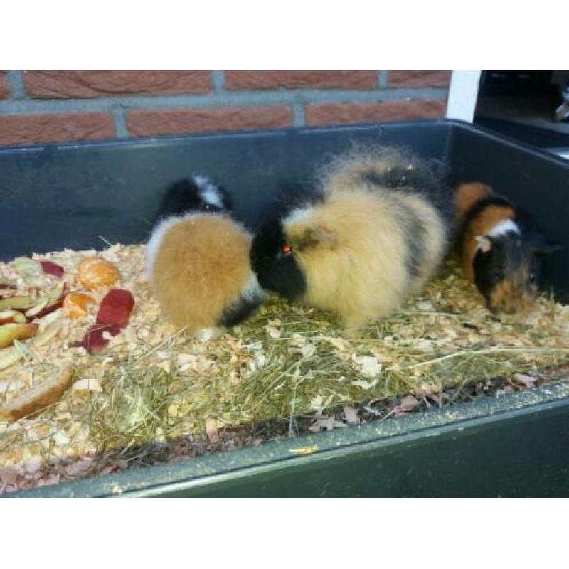 Ch teddy 3 kleur met stamboom