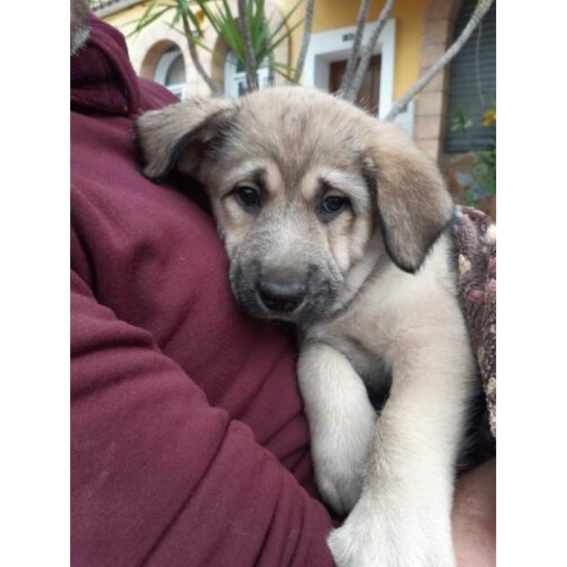 Alora Dog Rescue - lieve pup Charlee zoekt een forever home