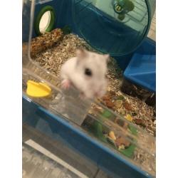 Hamster te koop met kooi speelgoed hooi voedsel enz