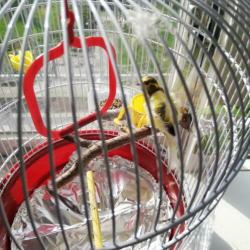 Vogels met De kooi