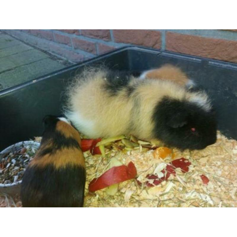 Ch teddy 3 kleur met stamboom