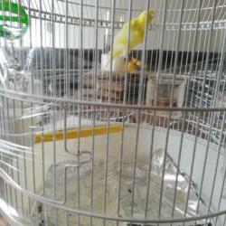 Vogels met De kooi