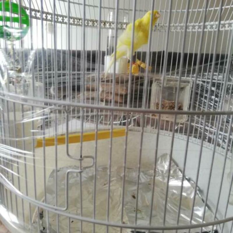 Vogels met De kooi