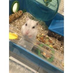 Hamster te koop met kooi speelgoed hooi voedsel enz