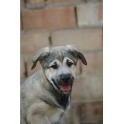 Alora Dog Rescue - lieve pup Charlee zoekt een forever home