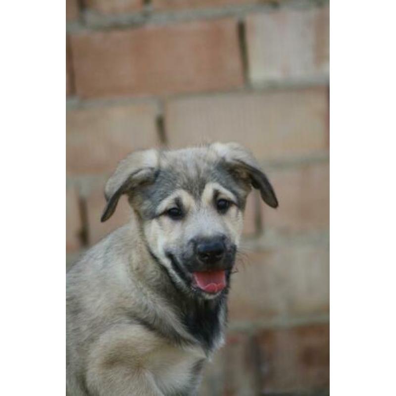 Alora Dog Rescue - lieve pup Charlee zoekt een forever home