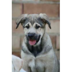 Alora Dog Rescue - lieve pup Charlee zoekt een forever home