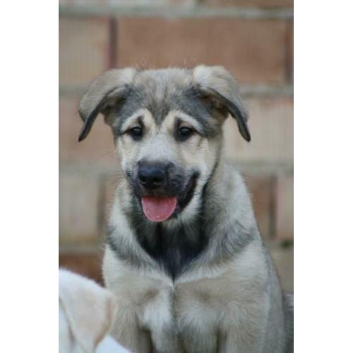 Alora Dog Rescue - lieve pup Charlee zoekt een forever home
