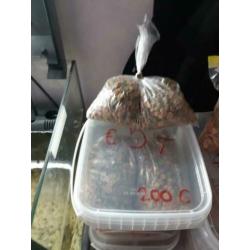 50 kardinaal tetra voor €30
