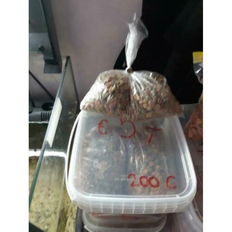 50 kardinaal tetra voor €30