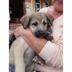 Alora Dog Rescue - lieve pup Charlee zoekt een forever home