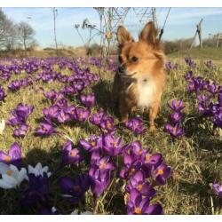 Chihuahua Dekreu (niet te koop)