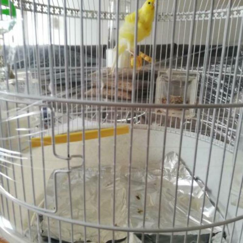 Vogels met De kooi
