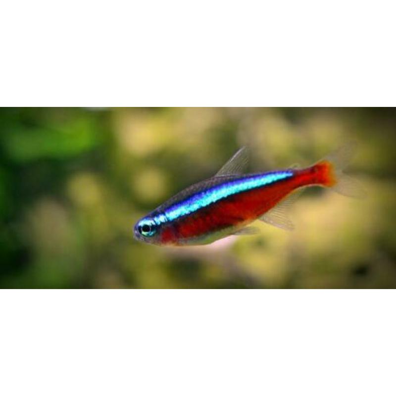 50 kardinaal tetra voor €30