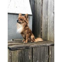 Chihuahua Dekreu (niet te koop)