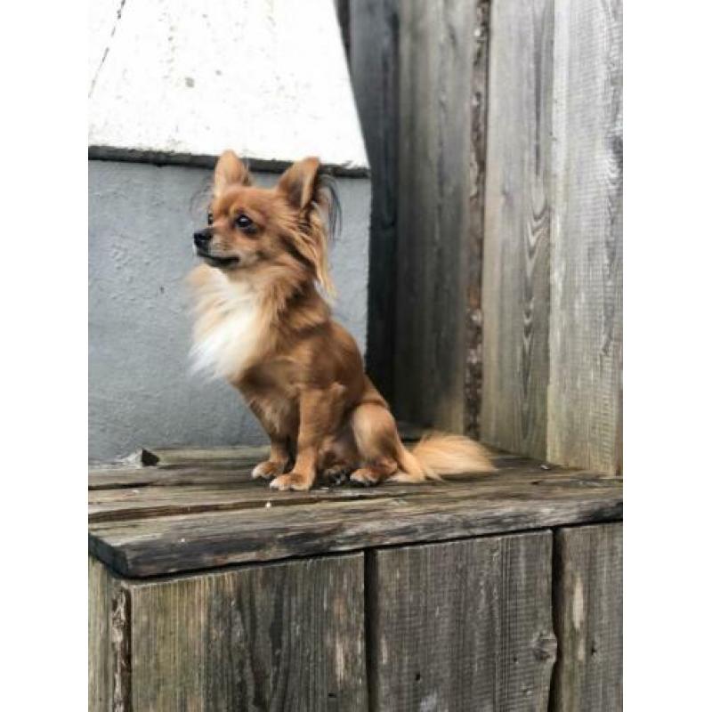 Chihuahua Dekreu (niet te koop)