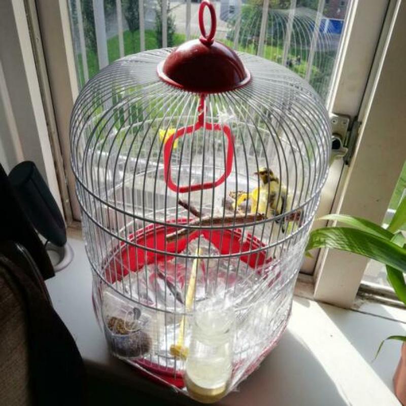 Vogels met De kooi