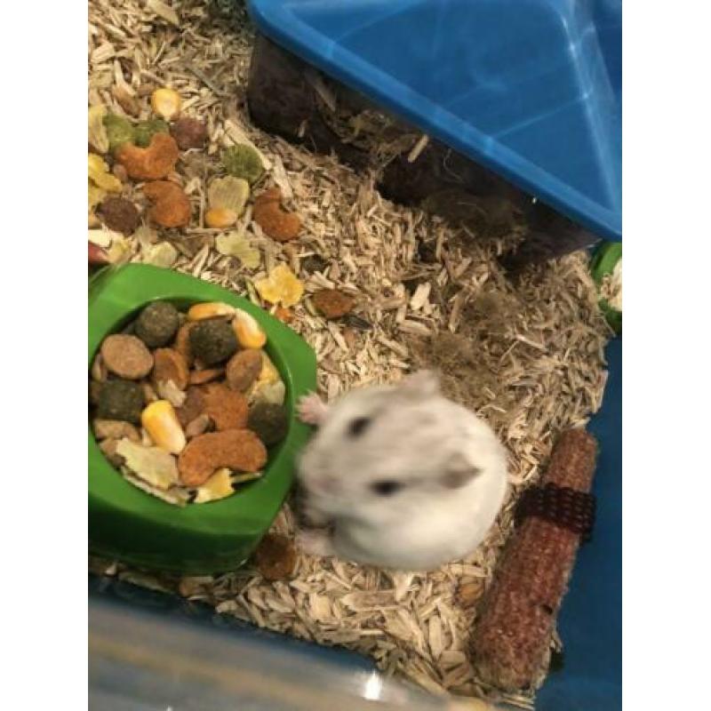 Hamster te koop met kooi speelgoed hooi voedsel enz