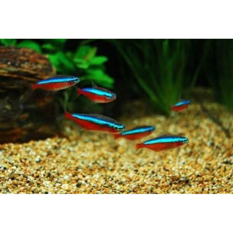 50 kardinaal tetra voor €30