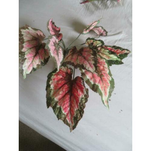 Kleine kunstplant zijde, begonia?