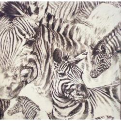 Zebra (in zwarte lijst)
