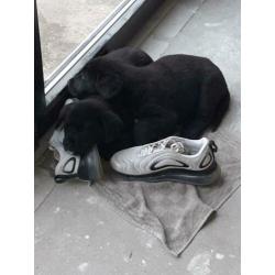 2 Boulab pups 8,5 week oud te koop