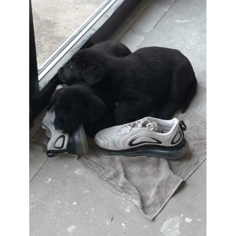 2 Boulab pups 8,5 week oud te koop