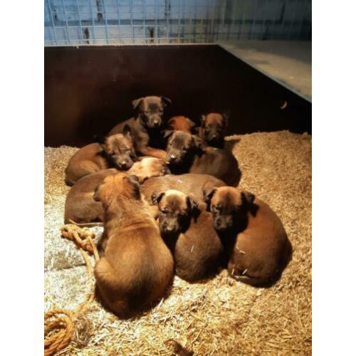 Mooie sociale hollandse/mechelse herder pups