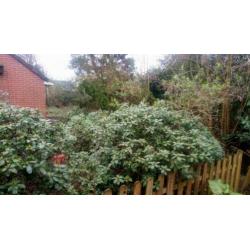 3 Grote rododendrons e. a. Grote vaste bloeiende heesters.