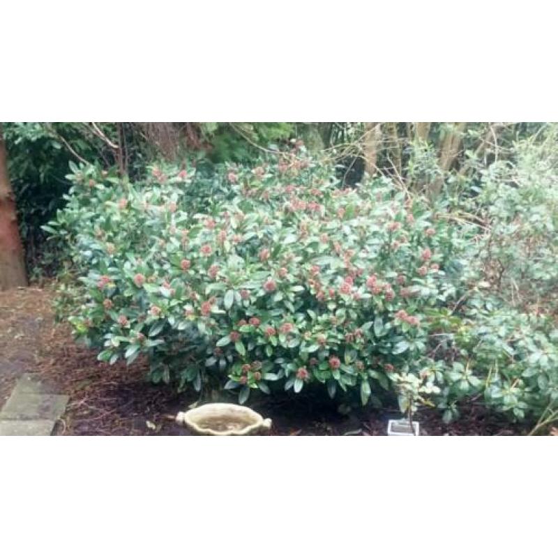 3 Grote rododendrons e. a. Grote vaste bloeiende heesters.