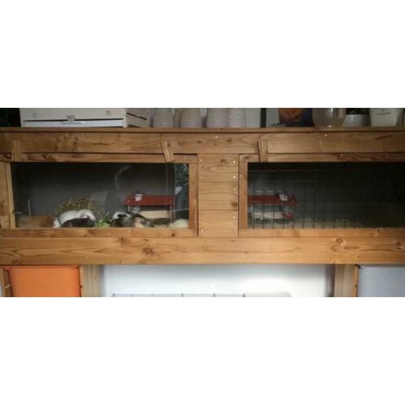 Groot cavia verblijf