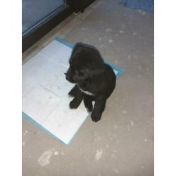 2 Boulab pups 8,5 week oud te koop