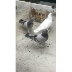 Takla vermist 50euro balloning
