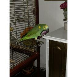 Tammer sprekende Amazone