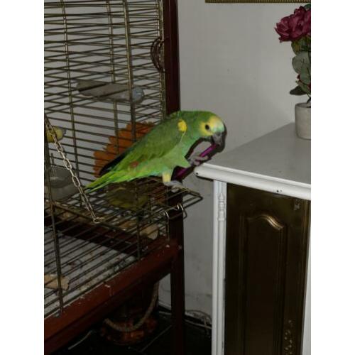 Tammer sprekende Amazone