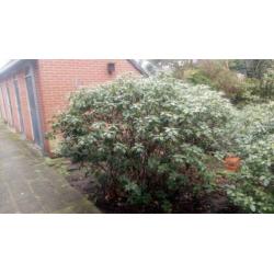 3 Grote rododendrons e. a. Grote vaste bloeiende heesters.