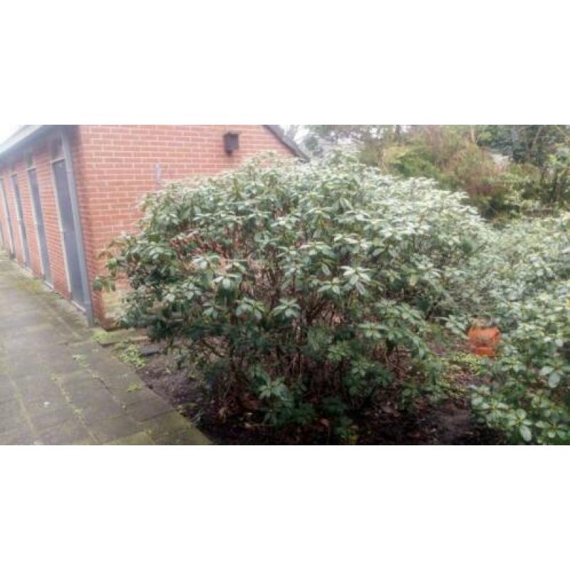 3 Grote rododendrons e. a. Grote vaste bloeiende heesters.