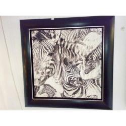 Zebra (in zwarte lijst)