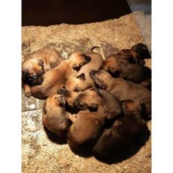 Mooie sociale hollandse/mechelse herder pups