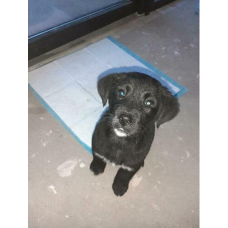 2 Boulab pups 8,5 week oud te koop