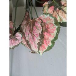 Kleine kunstplant zijde, begonia?