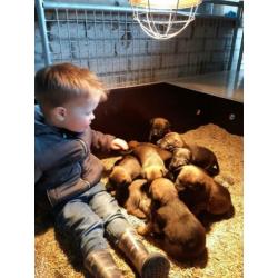 Mooie sociale hollandse/mechelse herder pups