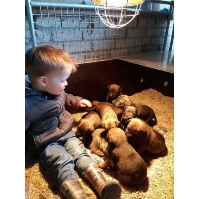 Mooie sociale hollandse/mechelse herder pups