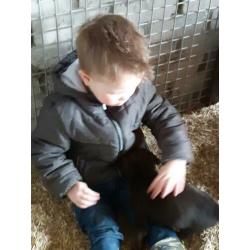 Mooie sociale hollandse/mechelse herder pups