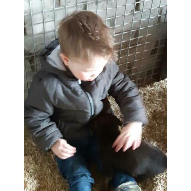Mooie sociale hollandse/mechelse herder pups