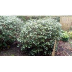 3 Grote rododendrons e. a. Grote vaste bloeiende heesters.