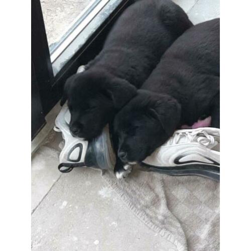 2 Boulab pups 8,5 week oud te koop